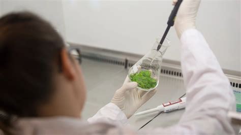 Bachelor in Biotechnology | SupBiotech Biotechnology Engineering