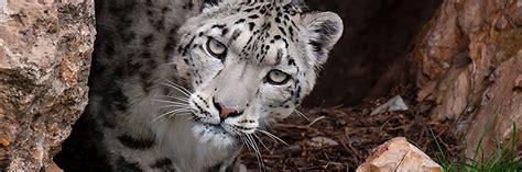 雪豹(Panthera uncia) - 神秘的地球 科学|自然|地理|探索
