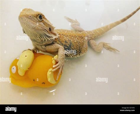 Baby Bearded Dragon