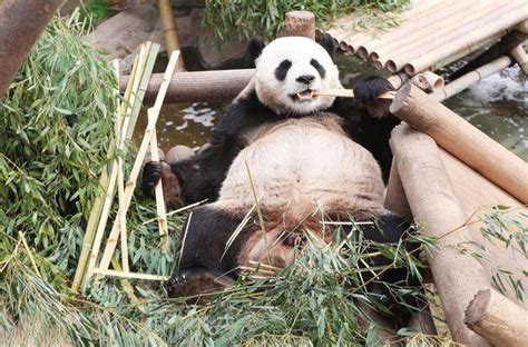 客户案例 | 大熊猫为何对竹子如此偏爱？原来这与其肠道微生物适应性响应有关 - 知乎