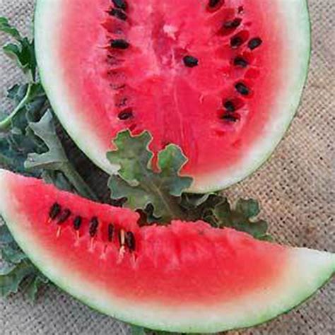 Organic Bush Sugar Baby Watermelon - 2 g ~25 Seeds - Non-GMO, Open ...