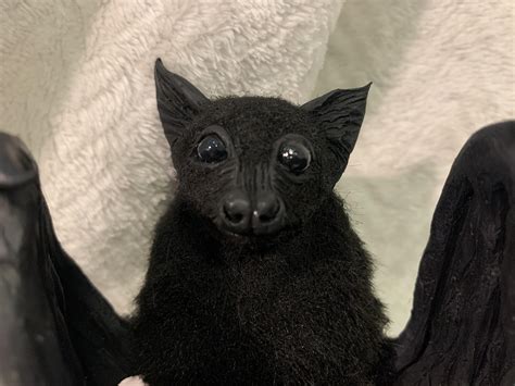 Cute Baby Black Bat