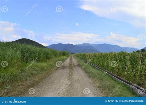 Rural landscape with road stock image. Image of color - 43981113