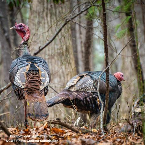 North Carolina Wild Turkeys - Wildlife in the Overstory 2024 Revised ...