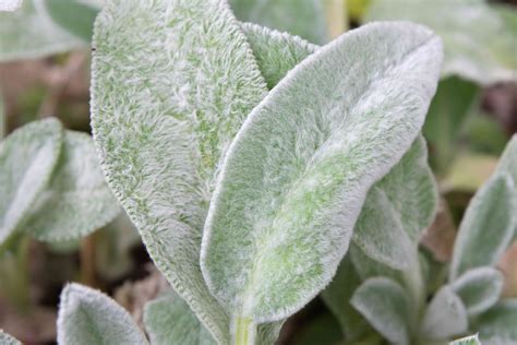 How to Grow and Care for Lamb's Ear Plants