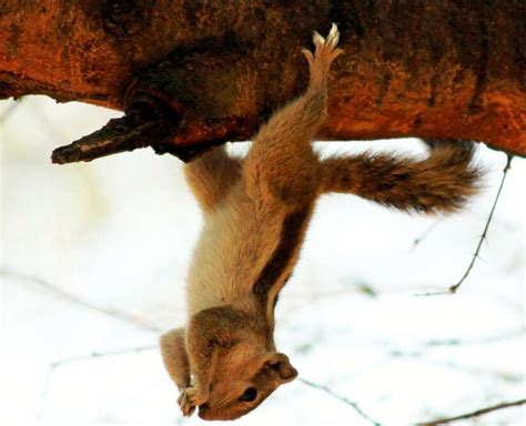 Sultanpur Bird Sanctuary, Sultanpur - TimesTravel