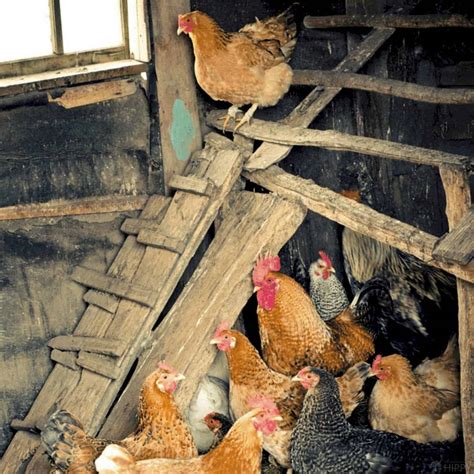 So, Are All Chickens Female?