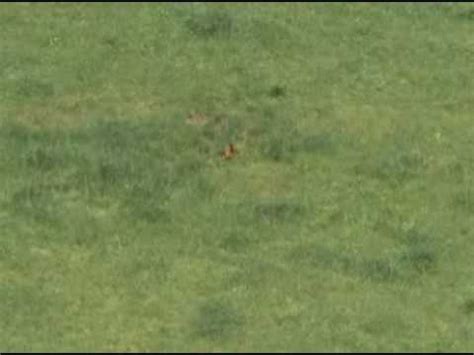 Image result for Exploding Hog