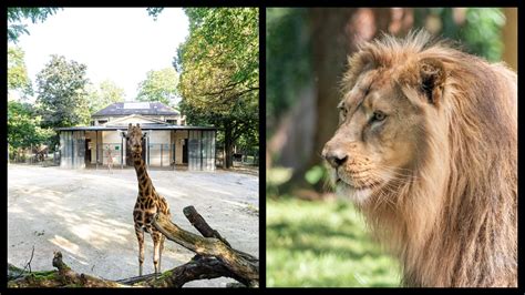 Top 10 best zoos in Europe you NEED to visit, RANKED