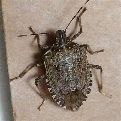 Brown marmorated stink bug | The Morton Arboretum