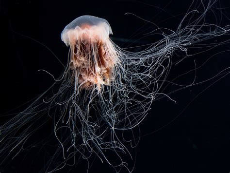 Immortal Jellyfish Life Cycle