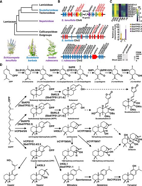 Dynamic evolution of terpenoid biosynthesis in the Lamiaceae: Molecular Plant
