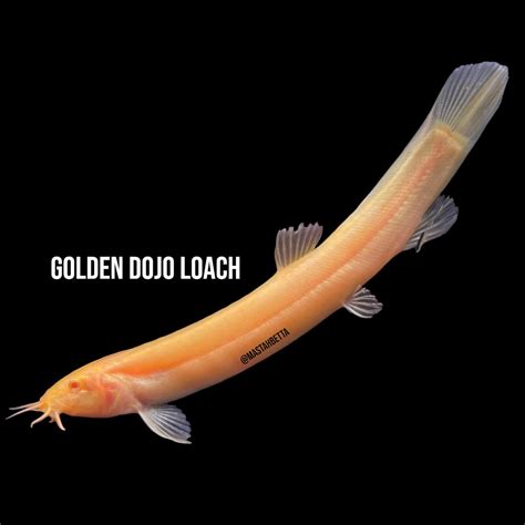 Golden Dojo Loach — Mastah Betta