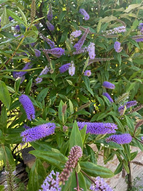 Co-operative Rainbow Flag 的图像结果