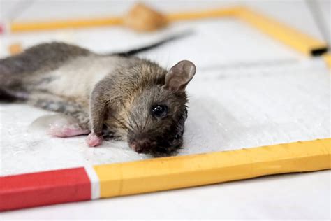 Do Mice Eat Cockroaches at Matilda Neil blog