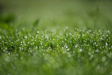 Close-up of Dew on the Grass · Free Stock Photo