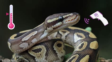 Ball Python Cage Temperature at Joy Herman blog