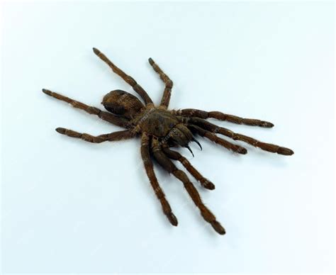 Premium Photo | Giant black spider tarantula isolated on white ...