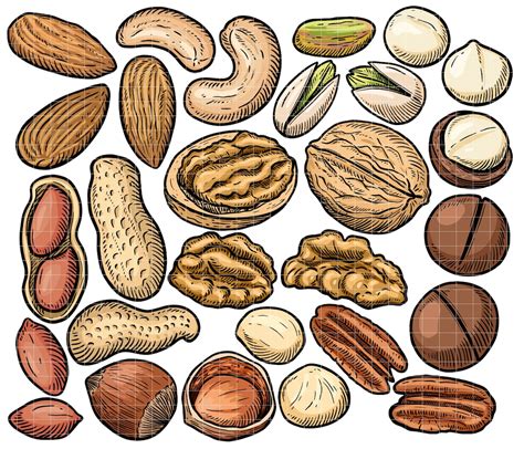 Nuts Cliparts, PNG, SVG, EPS Vector Graphics, Different Types of Nuts ...