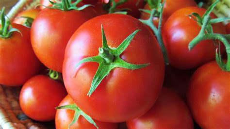 what are the adaptation of tomato? - Brainly.in