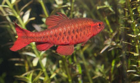 Red Barb Fish