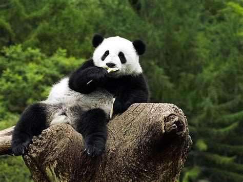 Image result for Panda Example in Python