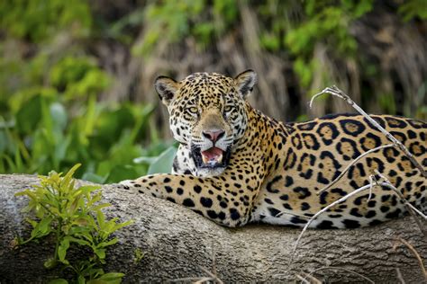 Spot the elusive jaguars of Southern Pantanal | Timbuktu Travel