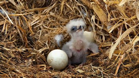 Baby Eagle