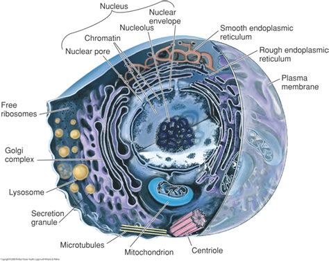 Cell Structure and Function 的图像结果