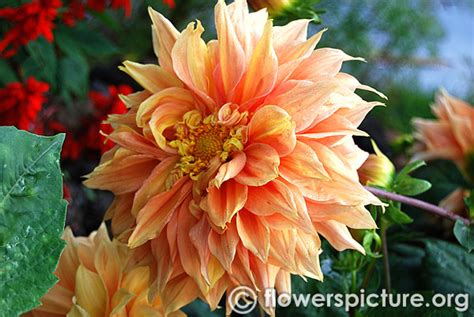 Ooty Flower Show 2015 Photos Gallery