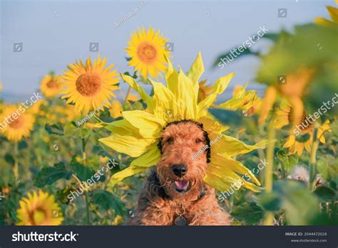 Sunflowers Dogs: Over 2 253 Royalty-Free Licensable Stock Photos ...