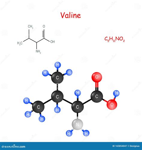 Amino Acid Valine Structure at Evie Hargreaves blog