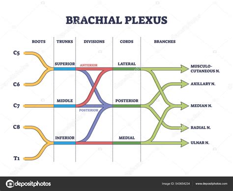 Labeled Brachial Plexus Branches