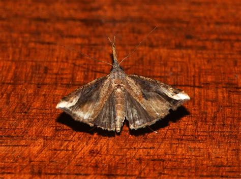 Hypeninae-genera spp. | Moths
