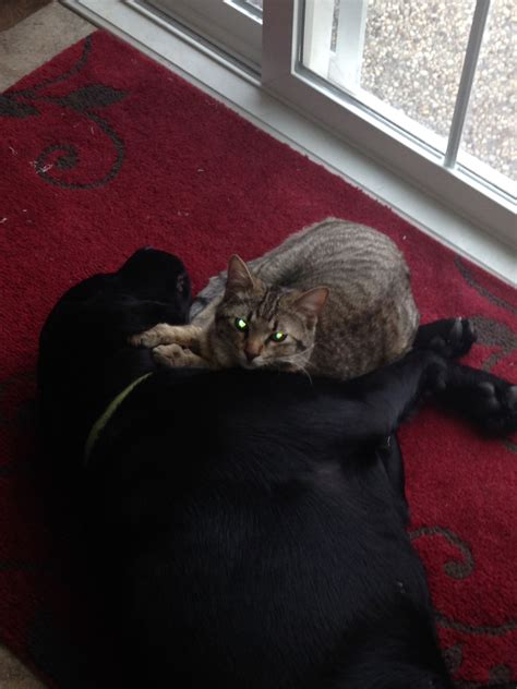 Binx the Cat and Bella