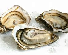 oyster 的图像结果