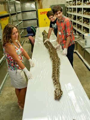 Image result for 40-Foot Python