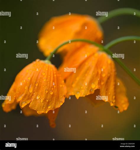 Iceland poppy, a Papaver nudicaule, orange coloured flower covered with ...