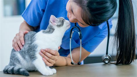 The Crucial Role Of Anesthesia In Veterinary Dental Care | Aborn Pet ...