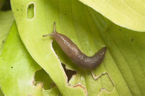 How to Get Rid of Garden Slugs