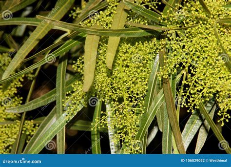 Searsia Lancea, Karee Tree, African Sumac, Willow Rhus Stock Photo ...