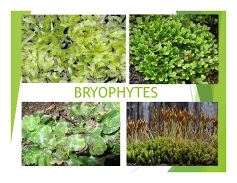 Bryophytes - BRYOPHYTESBRYOPHYTES Term ‘Bryophyta’ used to represent a ...
