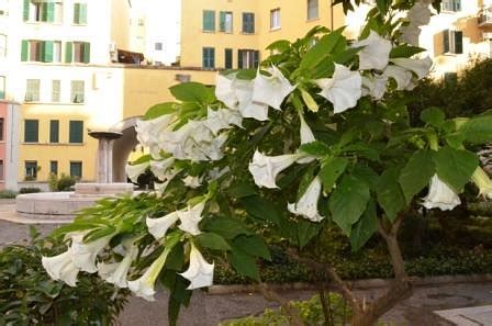 LA FONTANA NEL CORTILE (Rome) - B&B Reviews, Photos, Rate Comparison ...