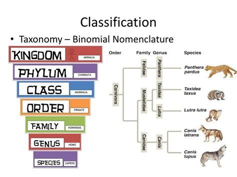 Image result for Taxonomy HTML/JavaScript