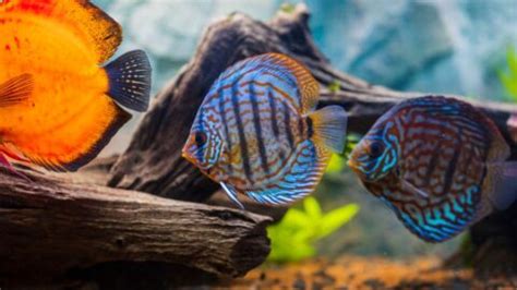 Image result for Discus Fish Water Conditions