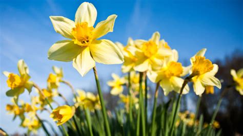 Image result for Popular Spring Flowers
