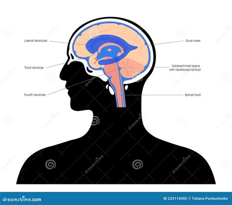Ventricular system concept stock vector. Illustration of flow - 233114592