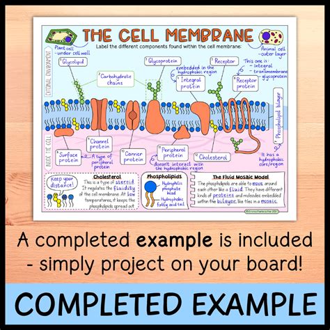 Cell Membrane Diagram For Kids