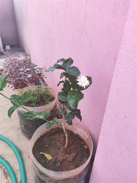 Buy Moss Frames Online | Moss Wall Art in India – myBageecha