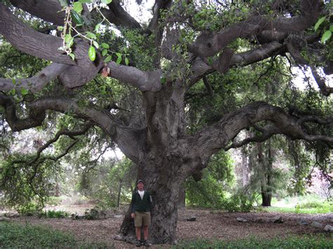 Quercus Agrifolia Coast Live Oak